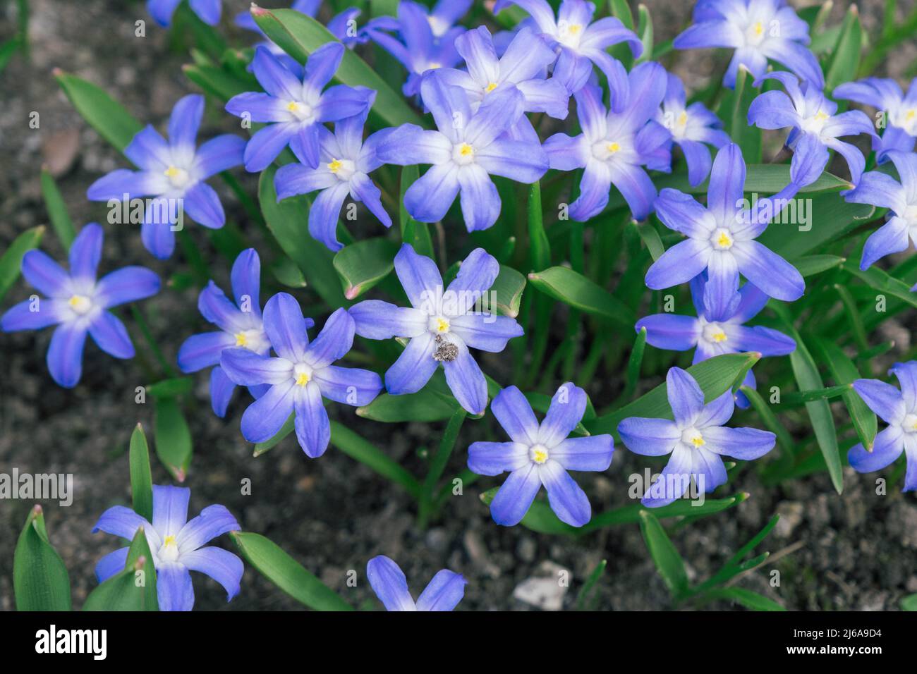 Glory-of-the-Snow also known as Chionodoxa forbesii is a blue star shape spring flower. Blurred background. Selective focus. Stock Photo