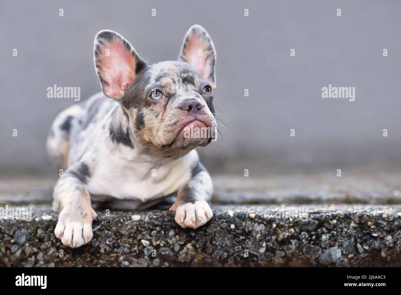 Young blue merle tan French Bulldog dog lying down in front of gray wall Stock Photo