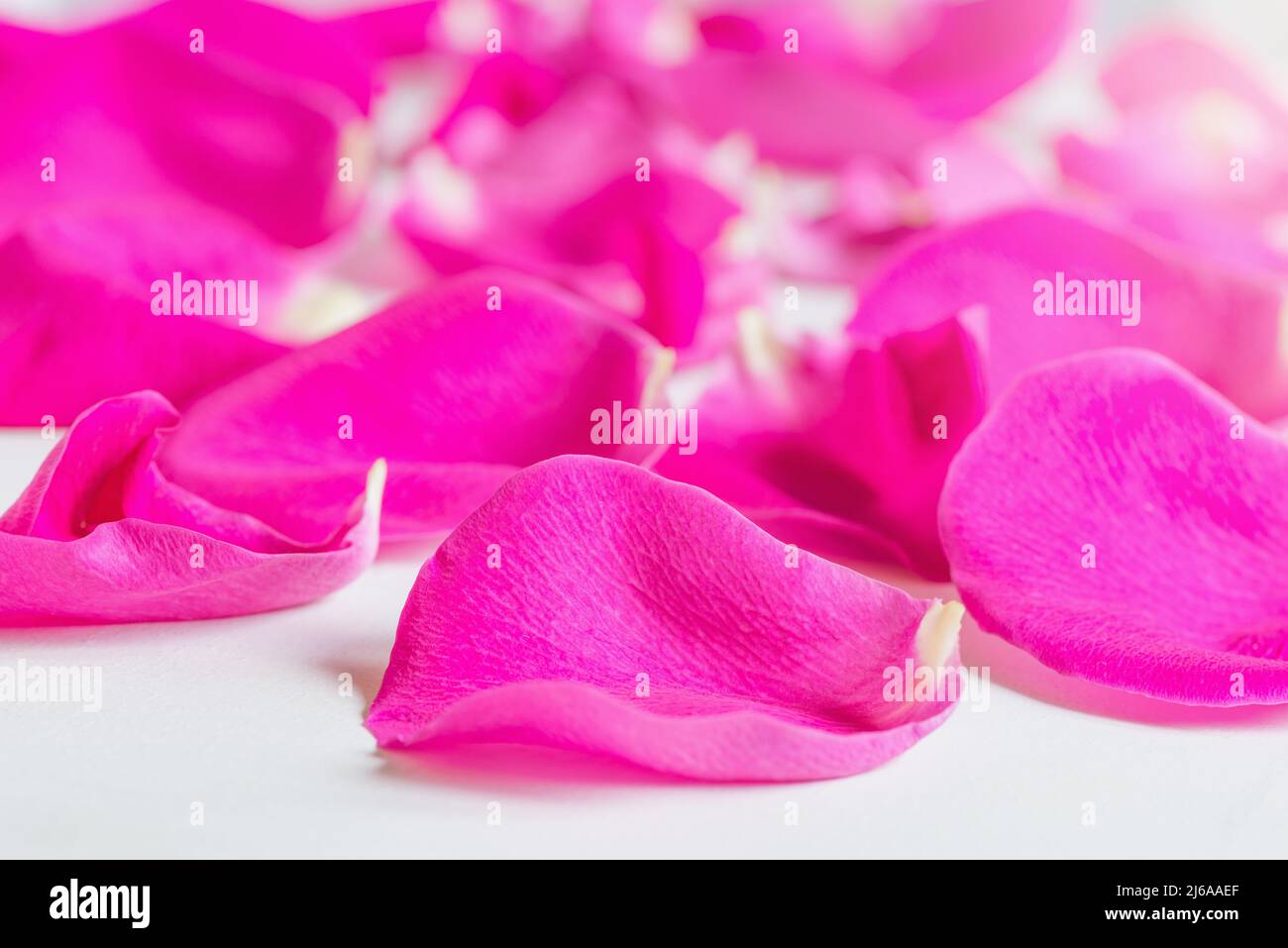 Colorful petals of rose isolated on white background Stock Photo - Alamy