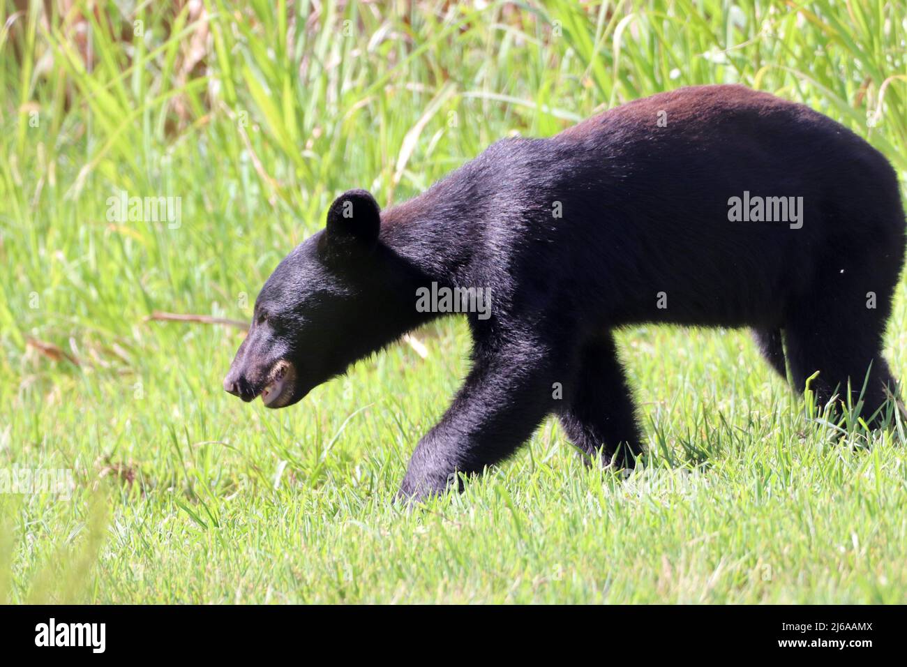 Herbivore, carnivore, omnivore hi-res stock photography and images - Alamy Herbivore, carnivore, omnivore hi-res stock photography and images - Alamy
