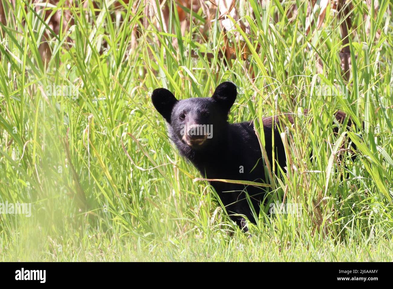Herbivore, carnivore, omnivore hi-res stock photography and images - Alamy Herbivore, carnivore, omnivore hi-res stock photography and images - Alamy