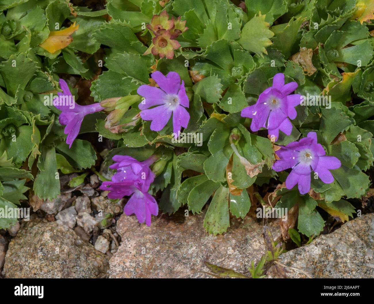 Primula x forsteri, (P. hirsuta x P. minima) in flower. Alps. Stock Photo