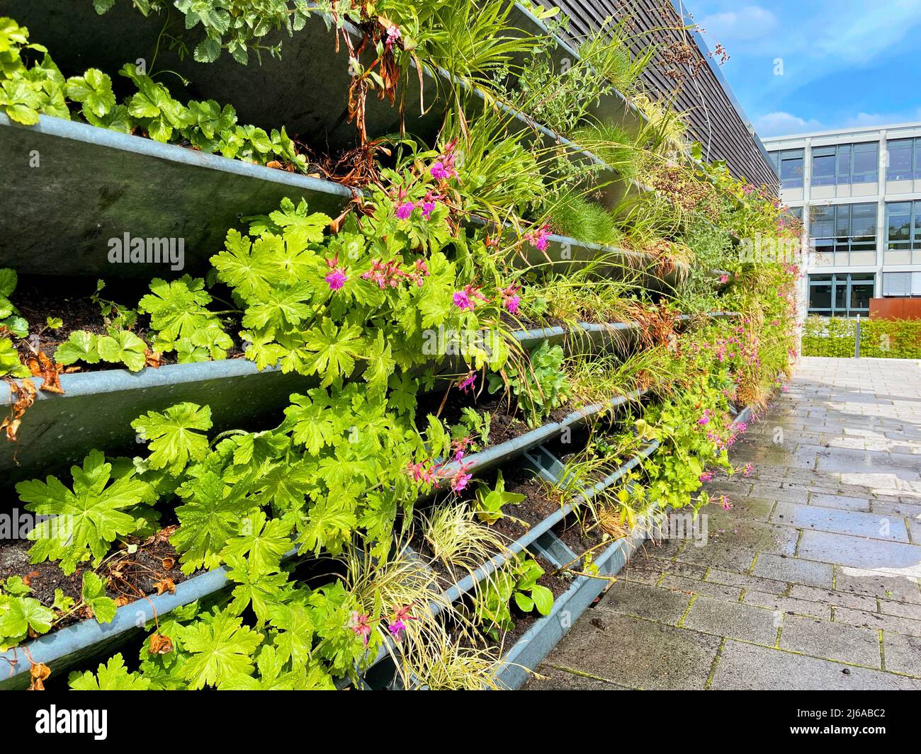 Living wall garden in city center of Oldenburg. Vertical green wall garden for climate adaptation and urban greening Stock Photo