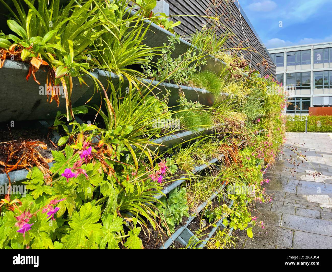 Living wall garden in city center of Oldenburg. Vertical green wall