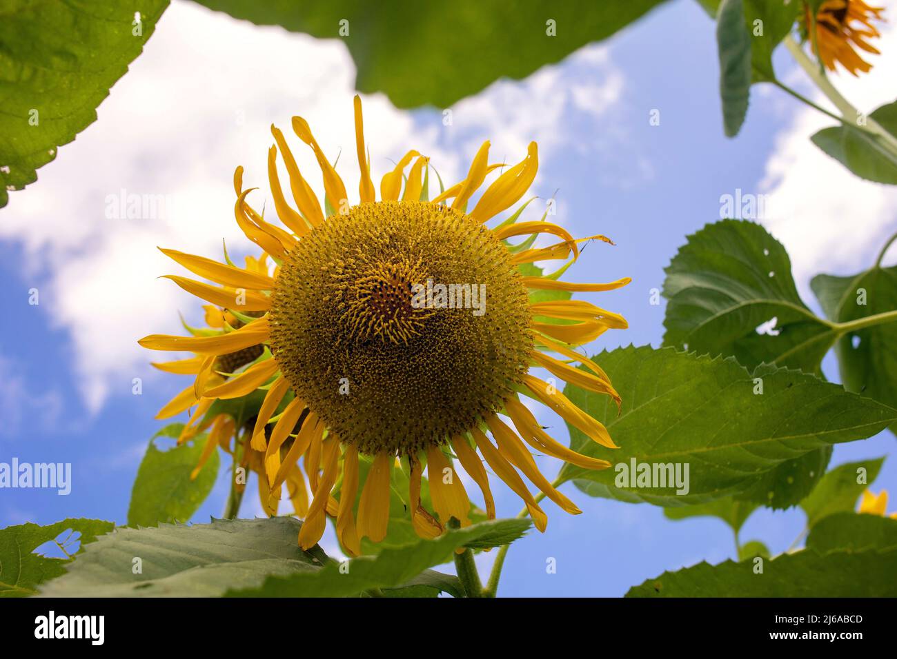 Sunflower Field in Texas Stock Photo Alamy