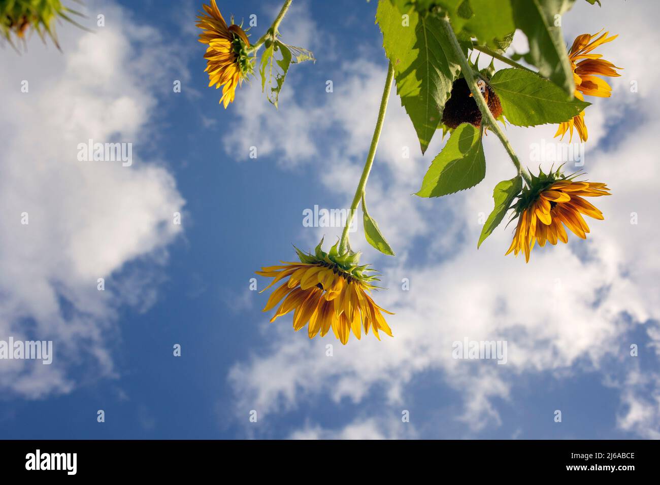 Sunflower Field in Texas Stock Photo Alamy