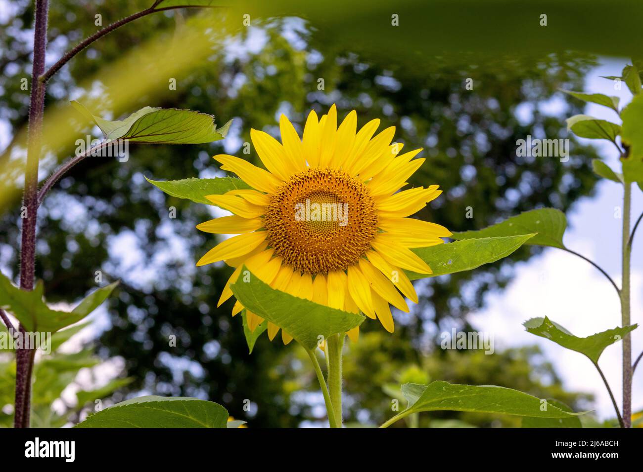 Sunflower Field in Texas Stock Photo Alamy