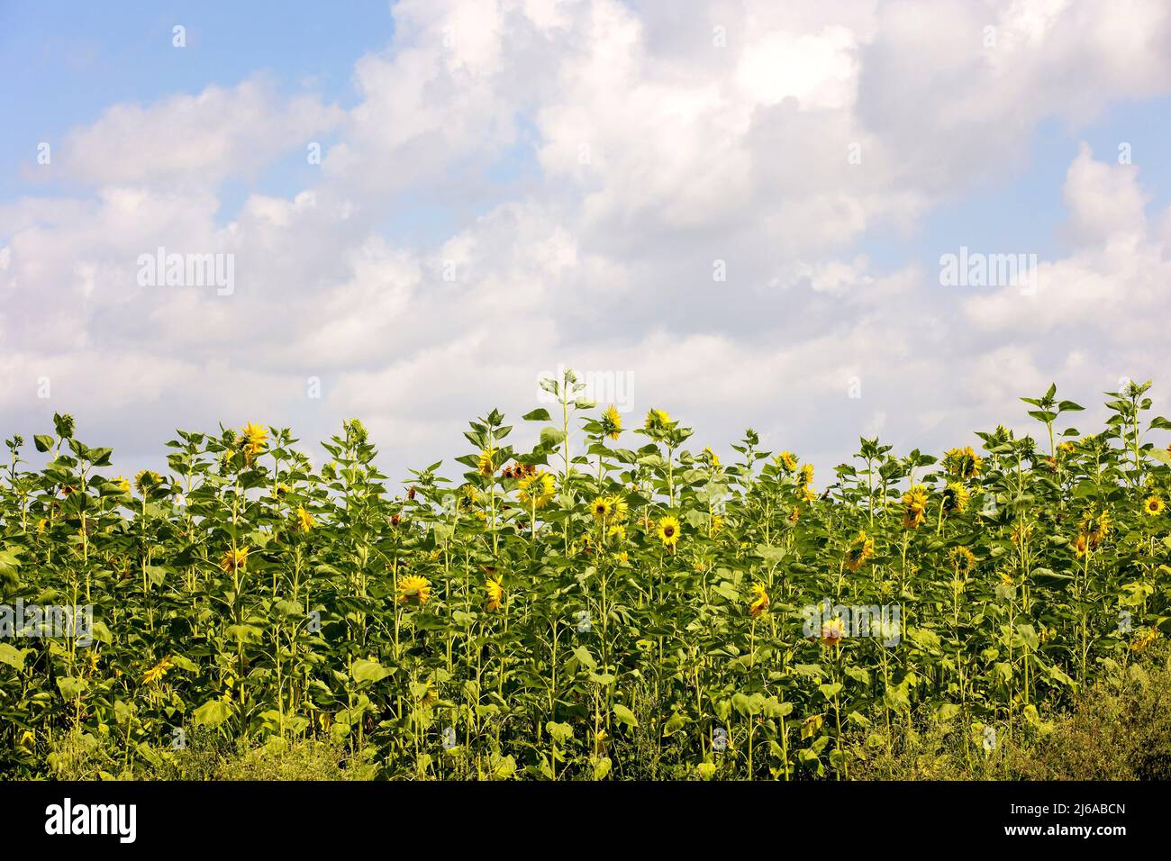 Sunflower Field in Texas Stock Photo Alamy