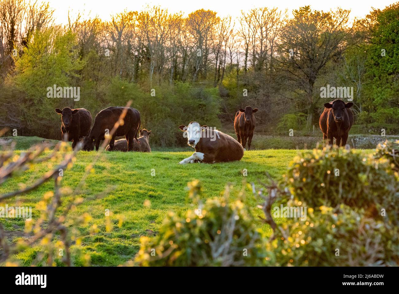 Arnside, Milnthorpe, Cumbria, UK  29th April 2022  Beef cattle at sunset after a sunny day at Arnside, Milnthorpe, Cumbria, UK.  Credit: John Eveson/Alamy Live News Stock Photo