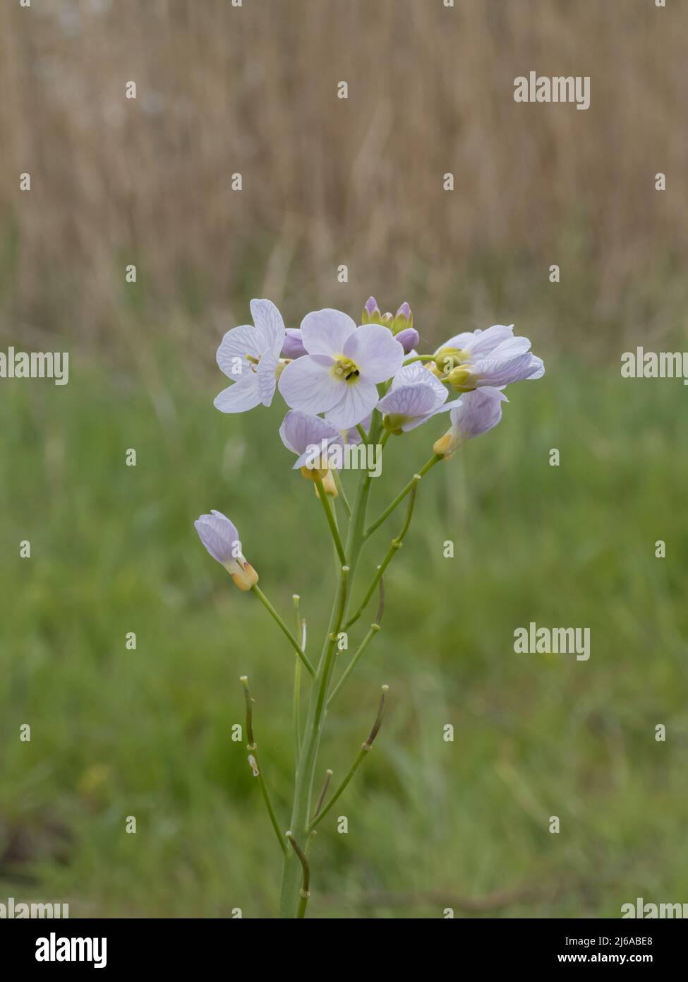 Cardamine pratensis, the cuckoo flower, also known as lady's smock, mayflower, or milkmaids. Stock Photo
