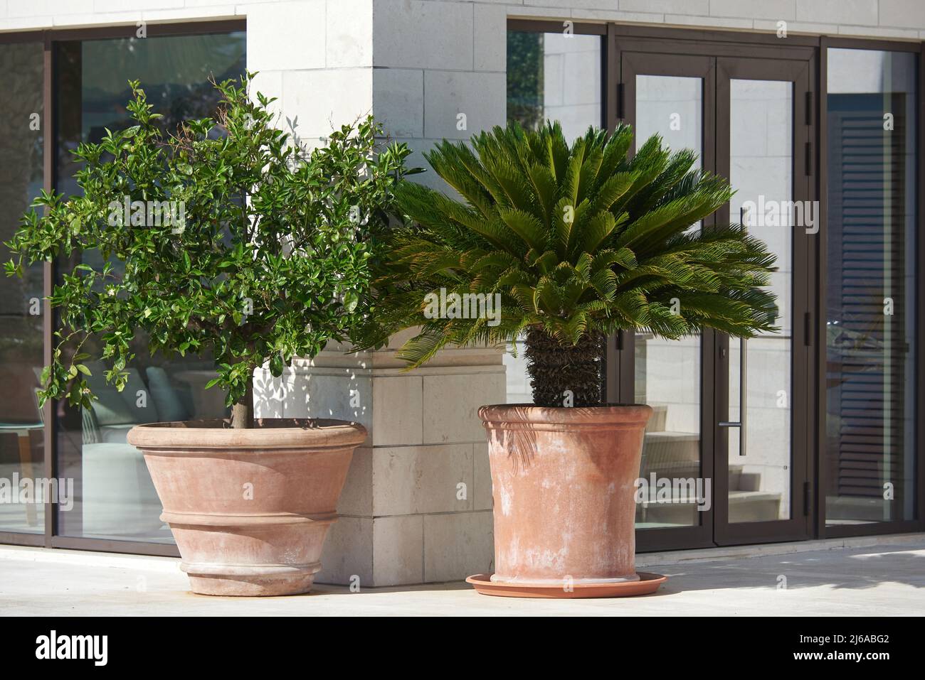 Outdoor plants in large clay pots outside the building Stock Photo