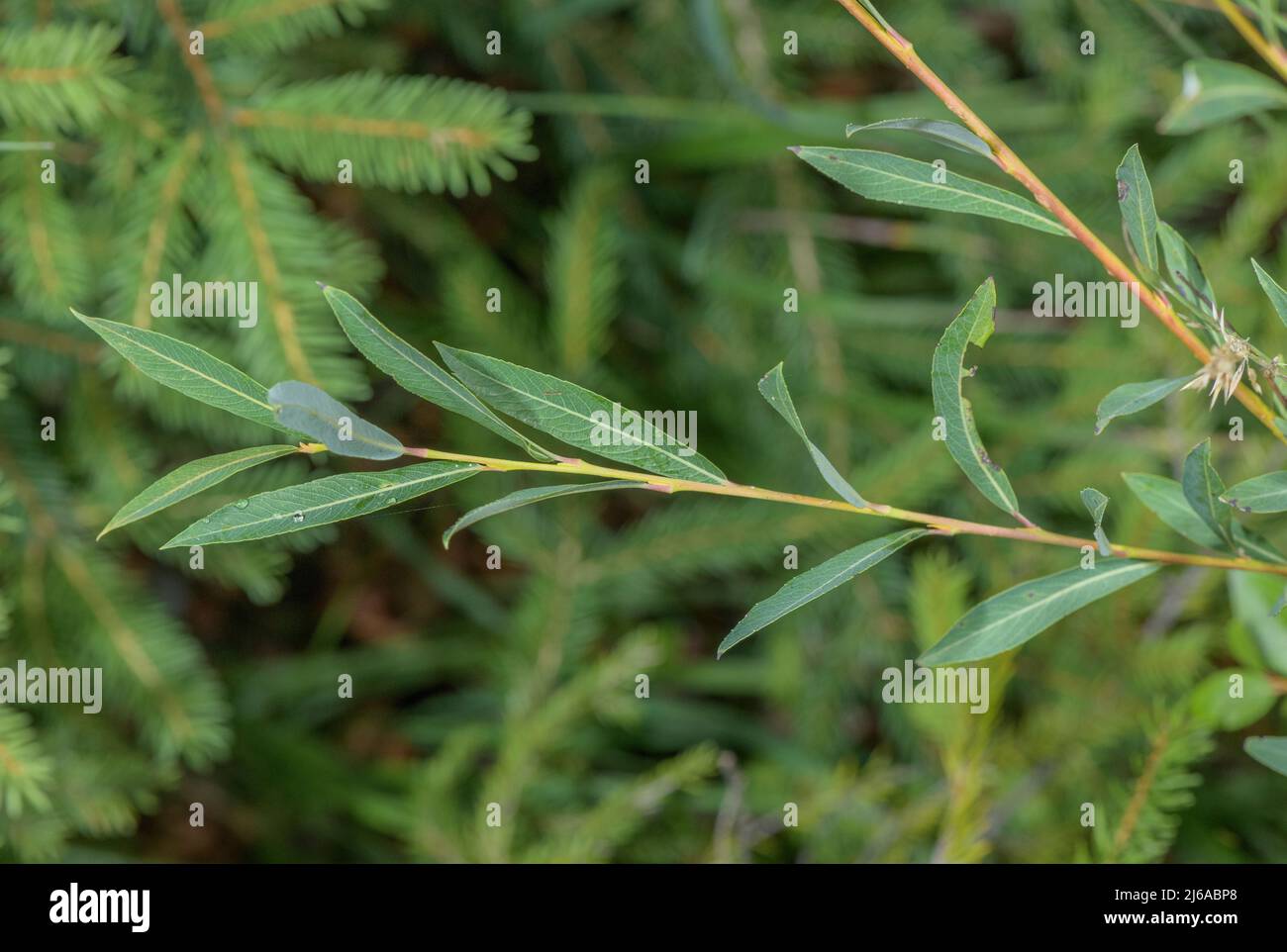 Rosemary willow, Salix eleagnos leaves, German Alps Stock Photo Alamy