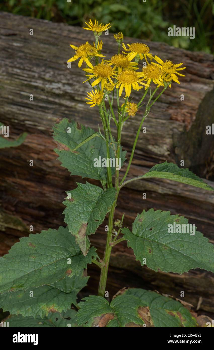 Alpine Ragwort, Jacobaea alpina, in flower, German Alps Stock Photo - Alamy