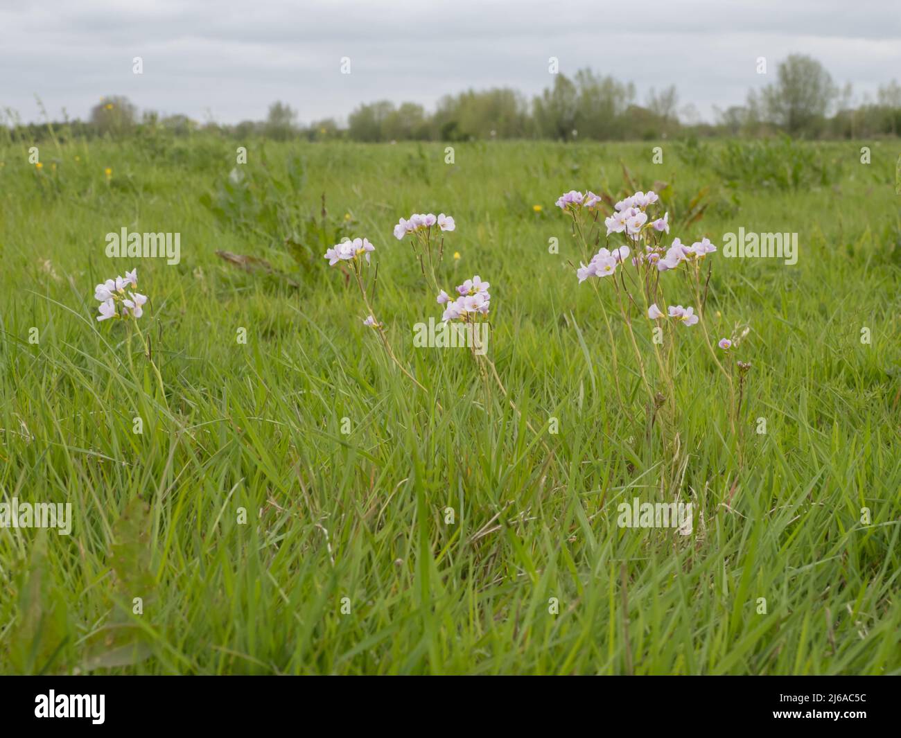 Cardamine pratensis, the cuckoo flower, also known as lady's smock, mayflower, or milkmaids. Stock Photo