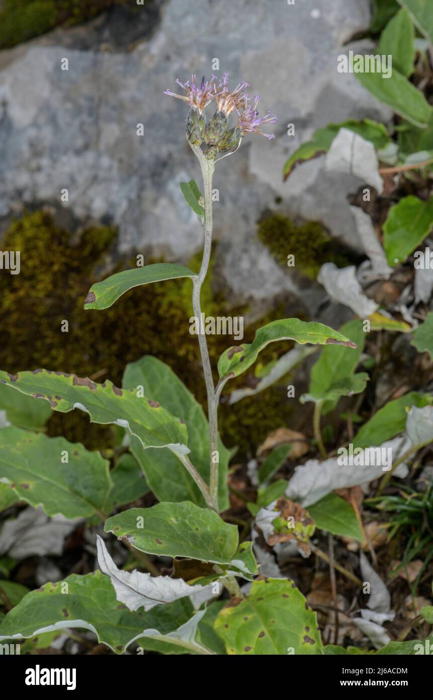 Heart-leaved Saussurea, Saussurea discolor in flower in the Alps. Stock Photo