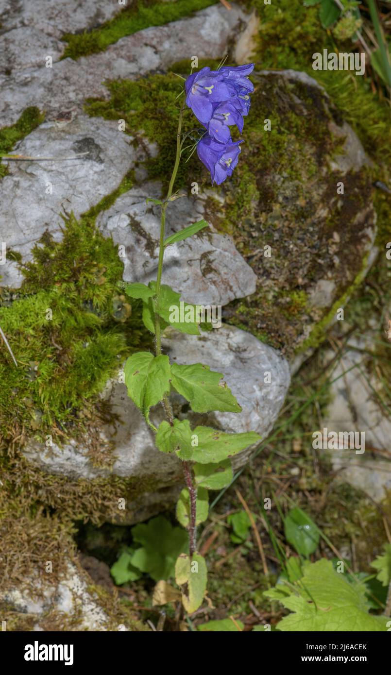 Broad-leaved Bellflower, Campanula rhomboidalis, in flower in the Alps. Stock Photo