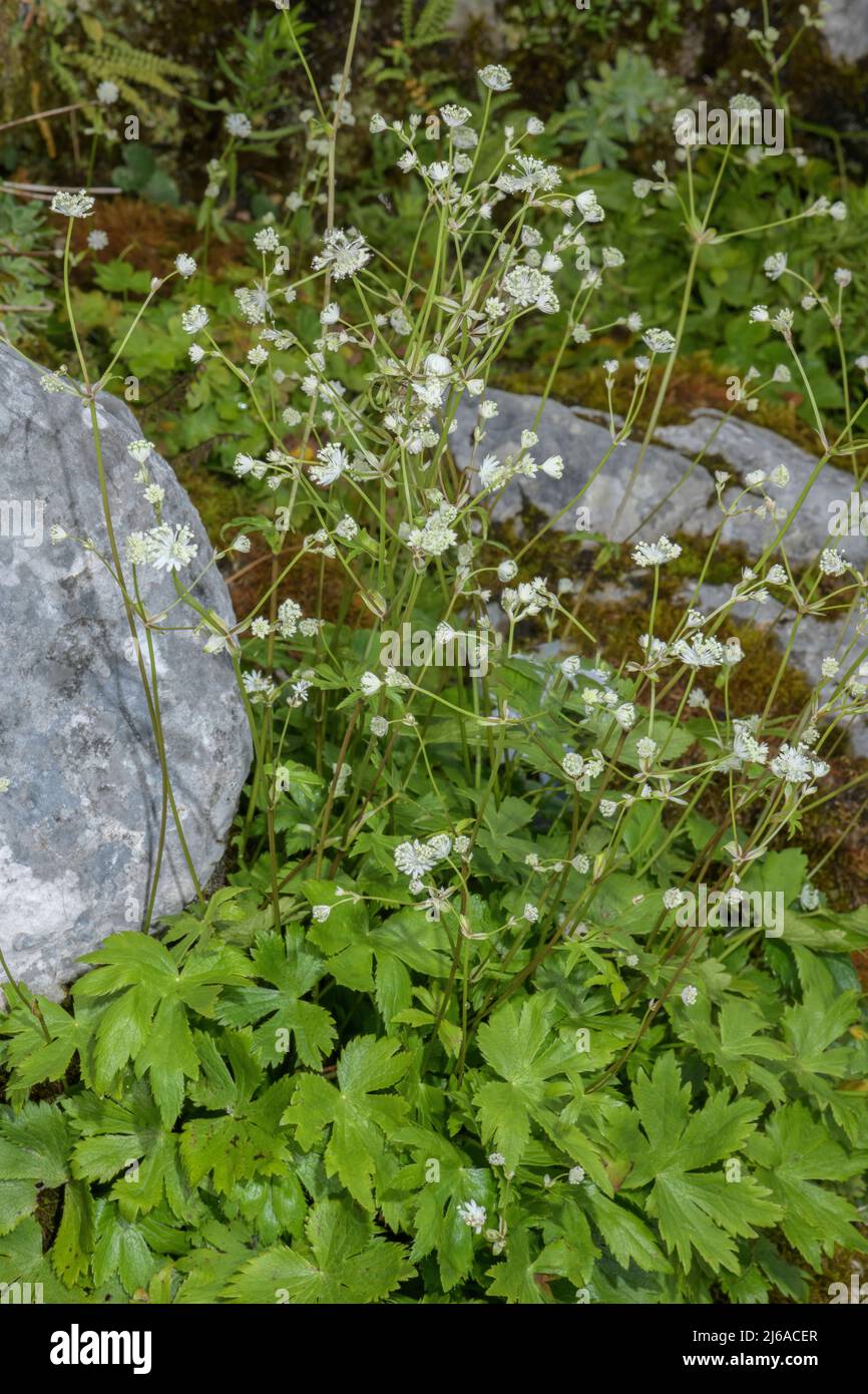 Carnic masterwort, Astrantia carniolica, in flower in the eastern Alps. Stock Photo