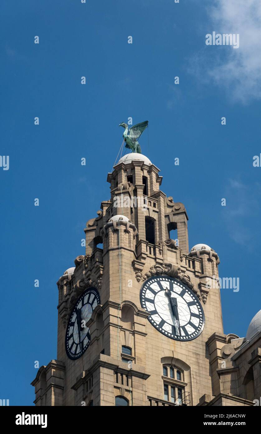 Liver bird Bella looking out to sea atop the Royal Liver Building Stock Photo