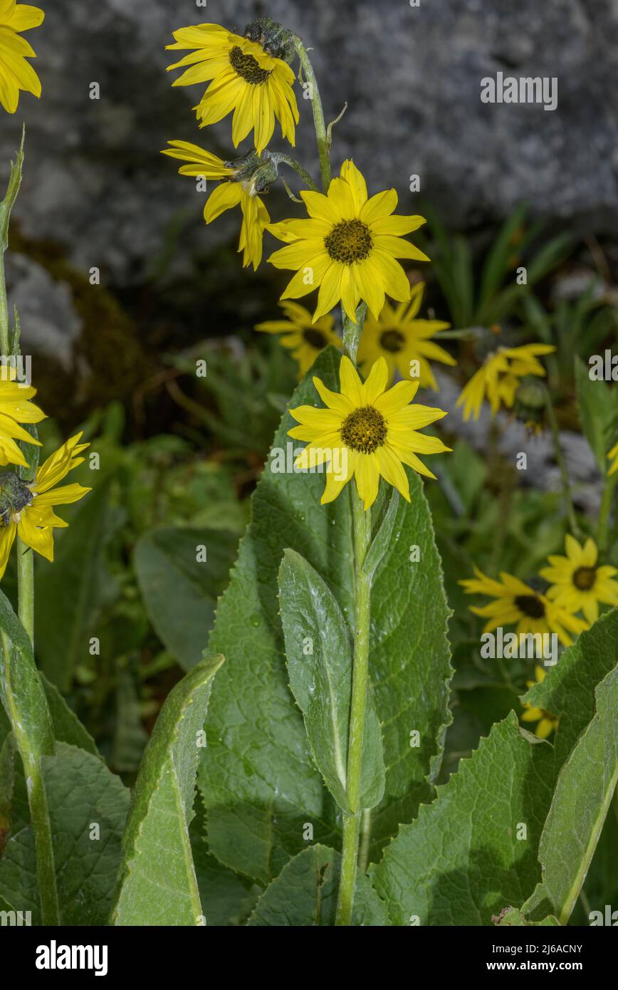 Arnica Himalayan Sunflower, Cremanthodium arnicoides, in flower, Himalayas. Stock Photo