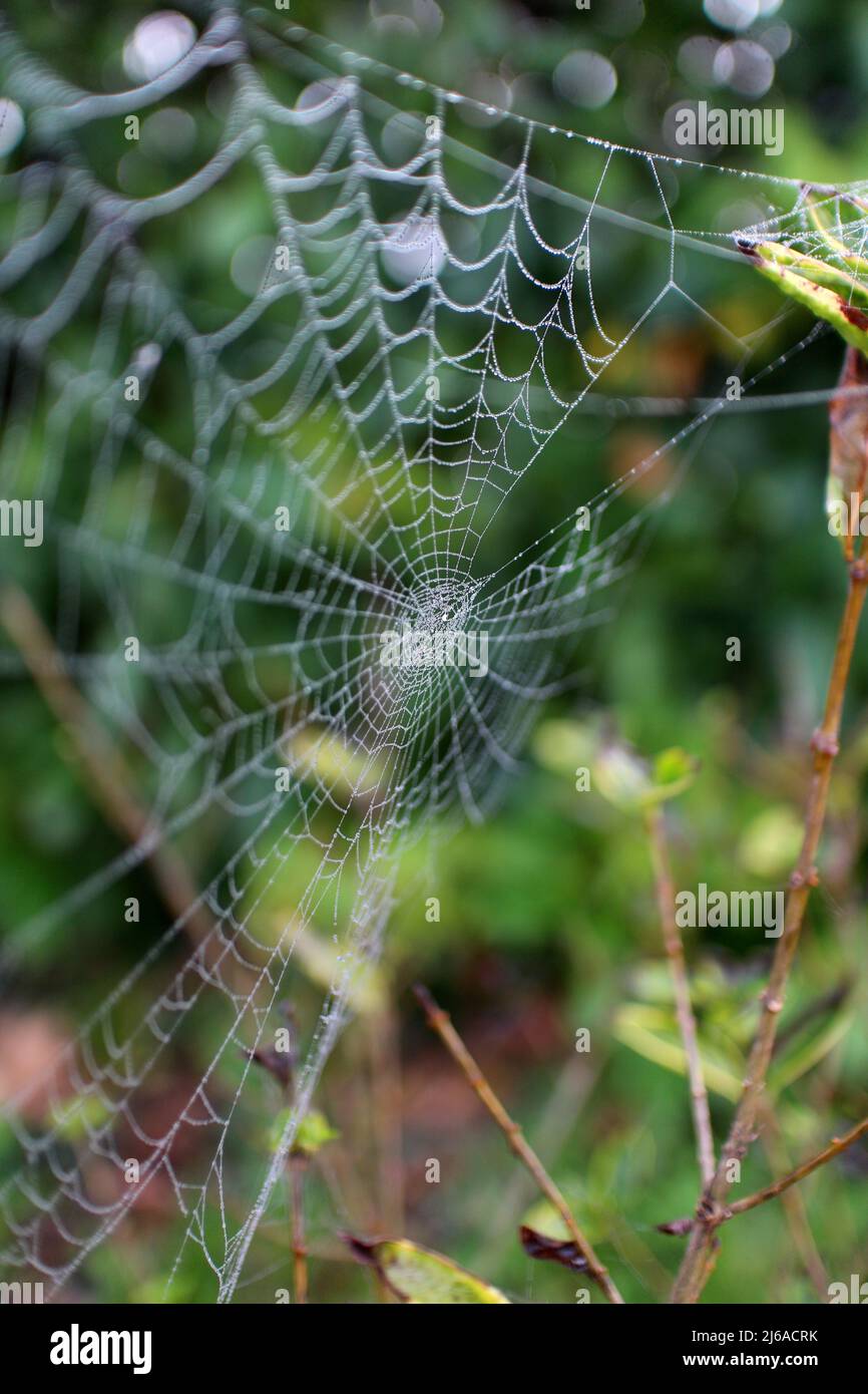Spider web with mist droplets Stock Photo