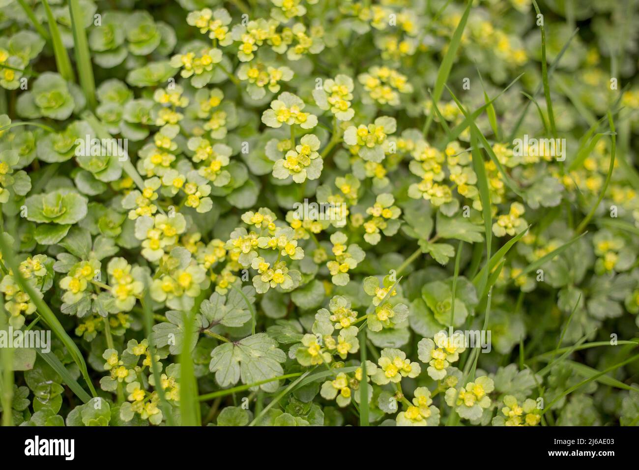 Opposite-leaved golden saxifrage Stock Photo