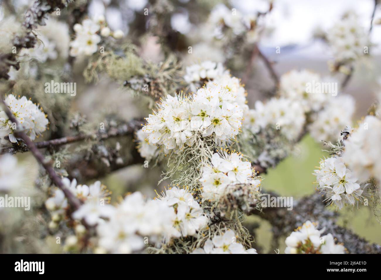 Blackthorn in blossom (prunus spinosa) Stock Photo