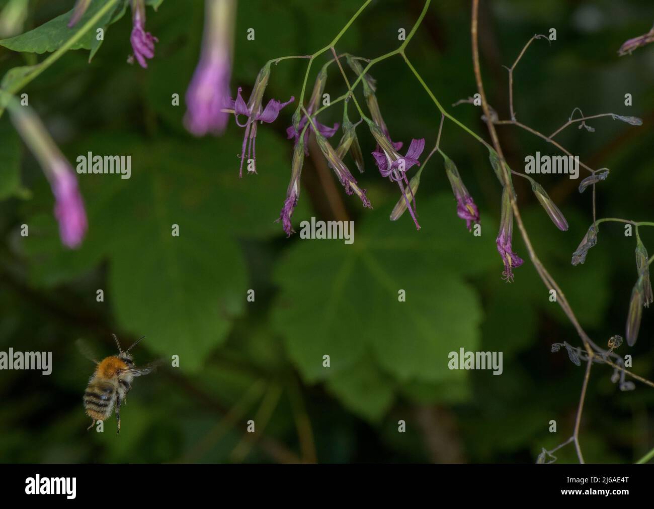 Purple lettuce, Prenanthes purpurea, with visiting Carder bee. Alps. Stock Photo