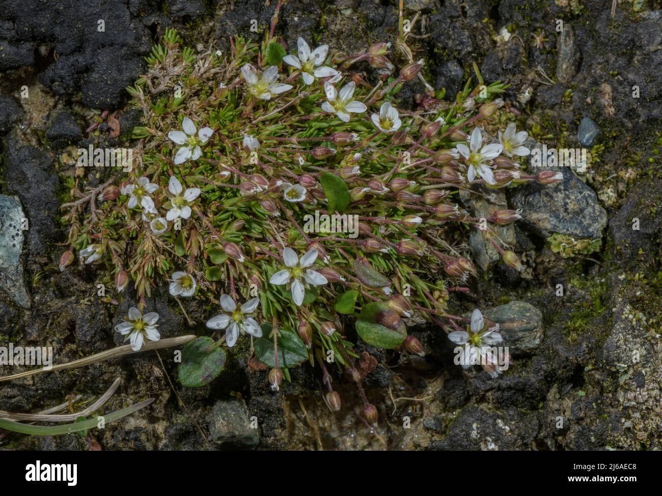 Spring Sandwort, Minuartia verna, in flower. Stock Photo