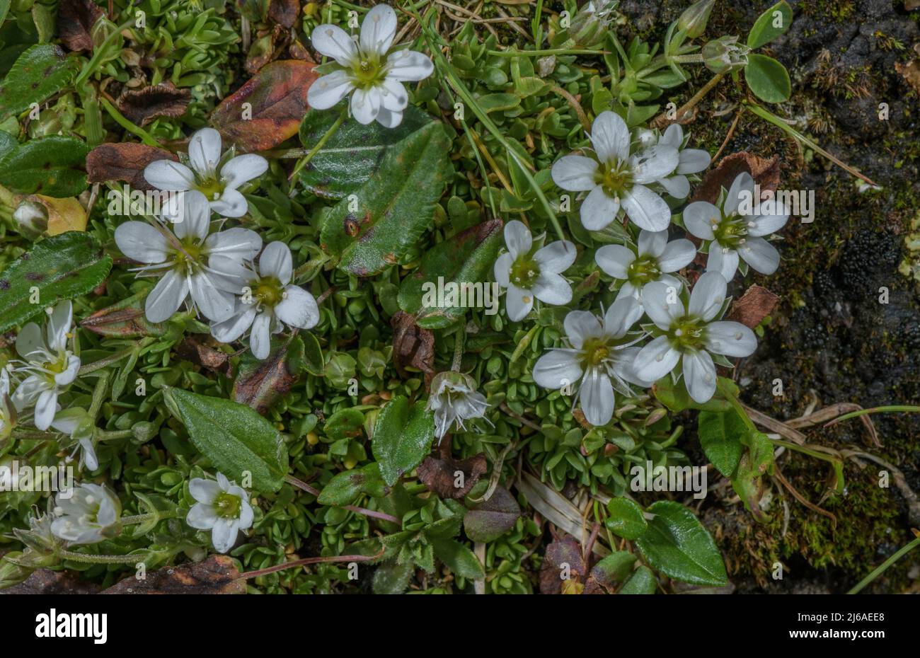 Fringed Sandwort, Arenaria ciliata, in flower in the Alps. Stock Photo