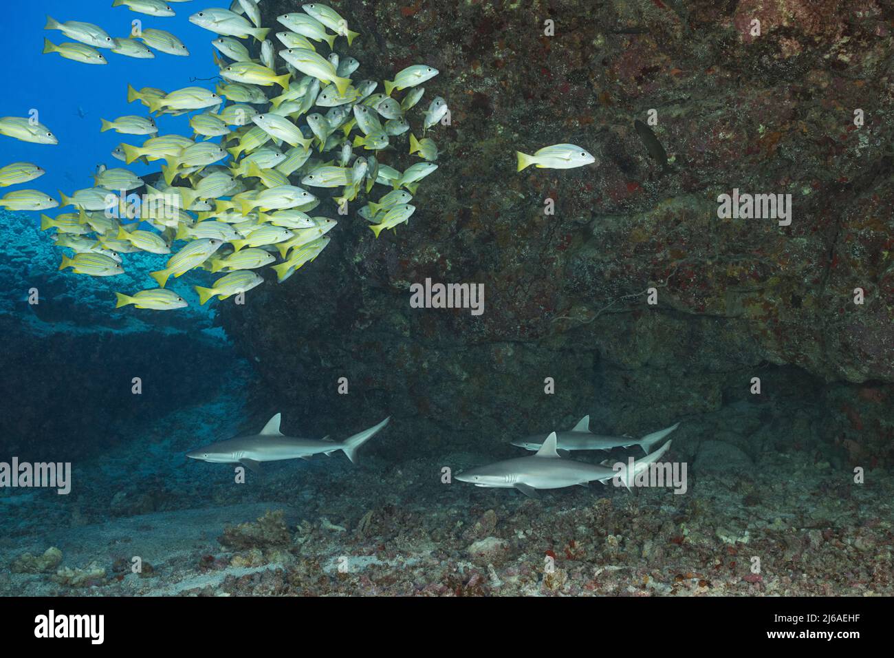 juvenile gray reef sharks, Carcharhinus amblyrhynchos, and bluestripe snapper or taape, Lutjanus kasmira, schooling under lava arch, Kona, Hawaii, USA Stock Photo