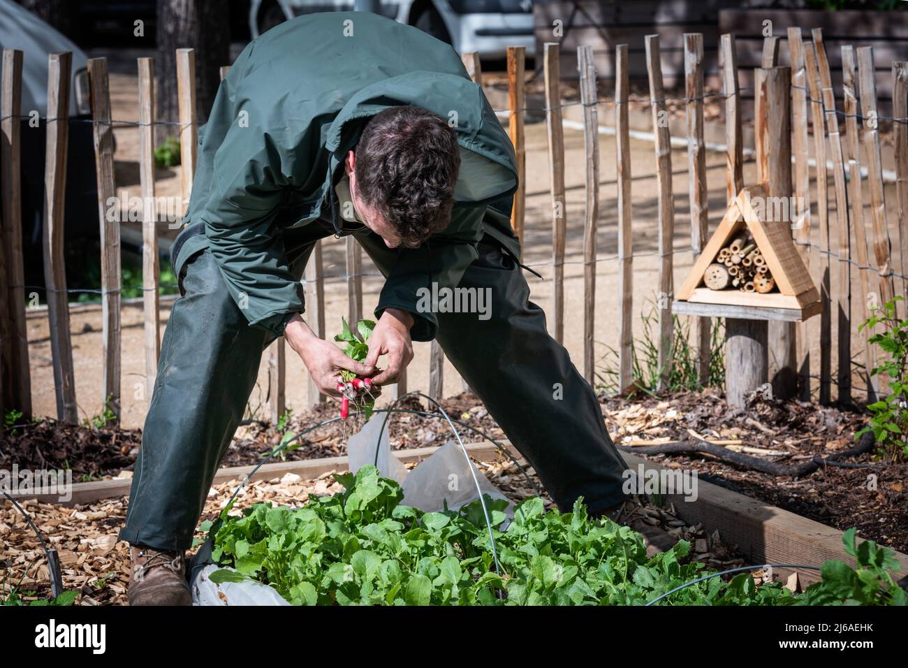 Philippe, an urban market gardener, sows seeds in the soil of his urban farm near buildings Stock Photo