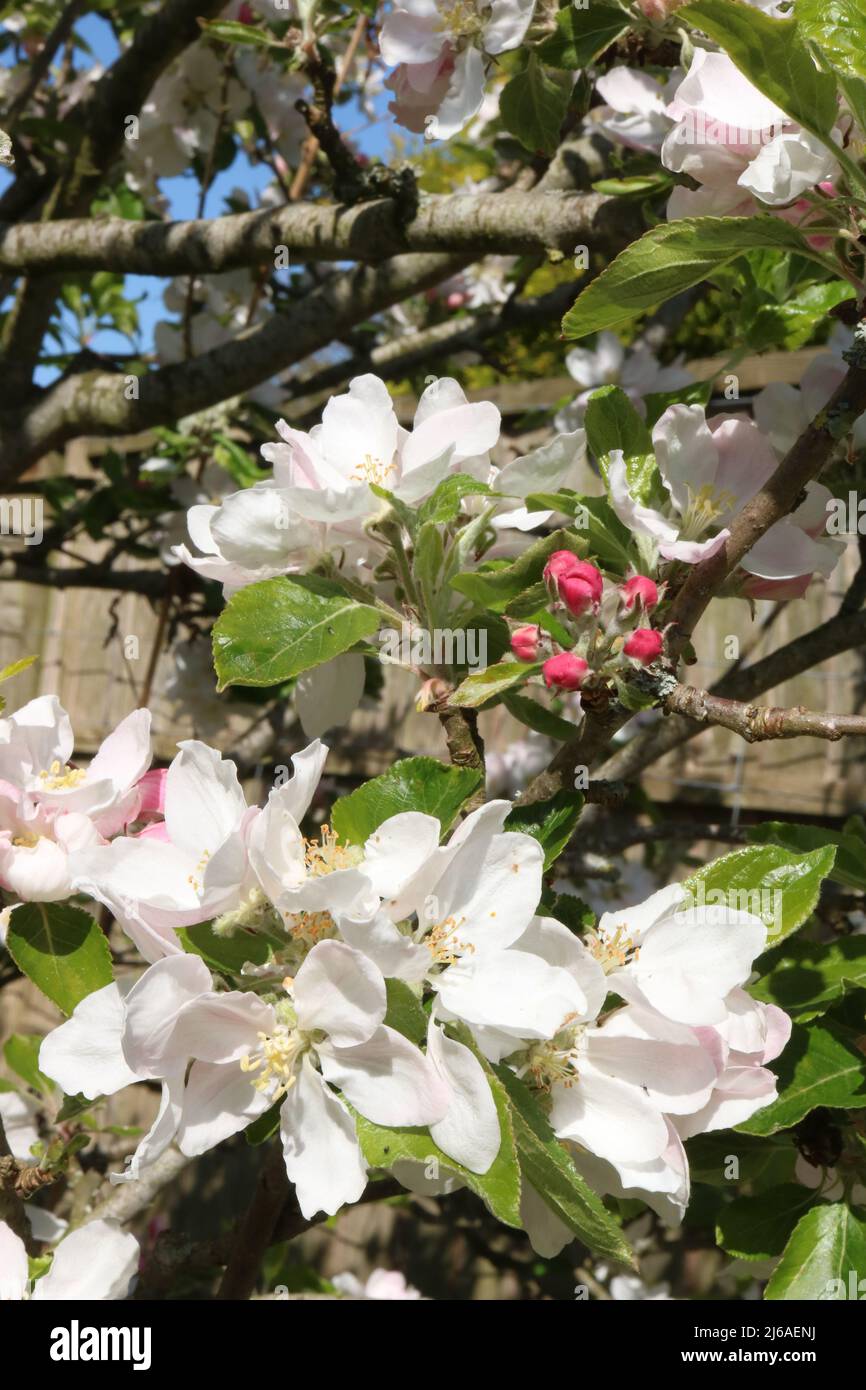 View of part of an apple tree showing green leaves, white blossom and pink buds still to open on the branches of an apple, malus domestica, tree. Stock Photo