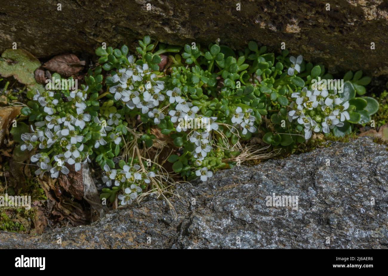 Chamois Cress, Hornungia alpina, in flower in rock crevice, Austrian Alps. Stock Photo