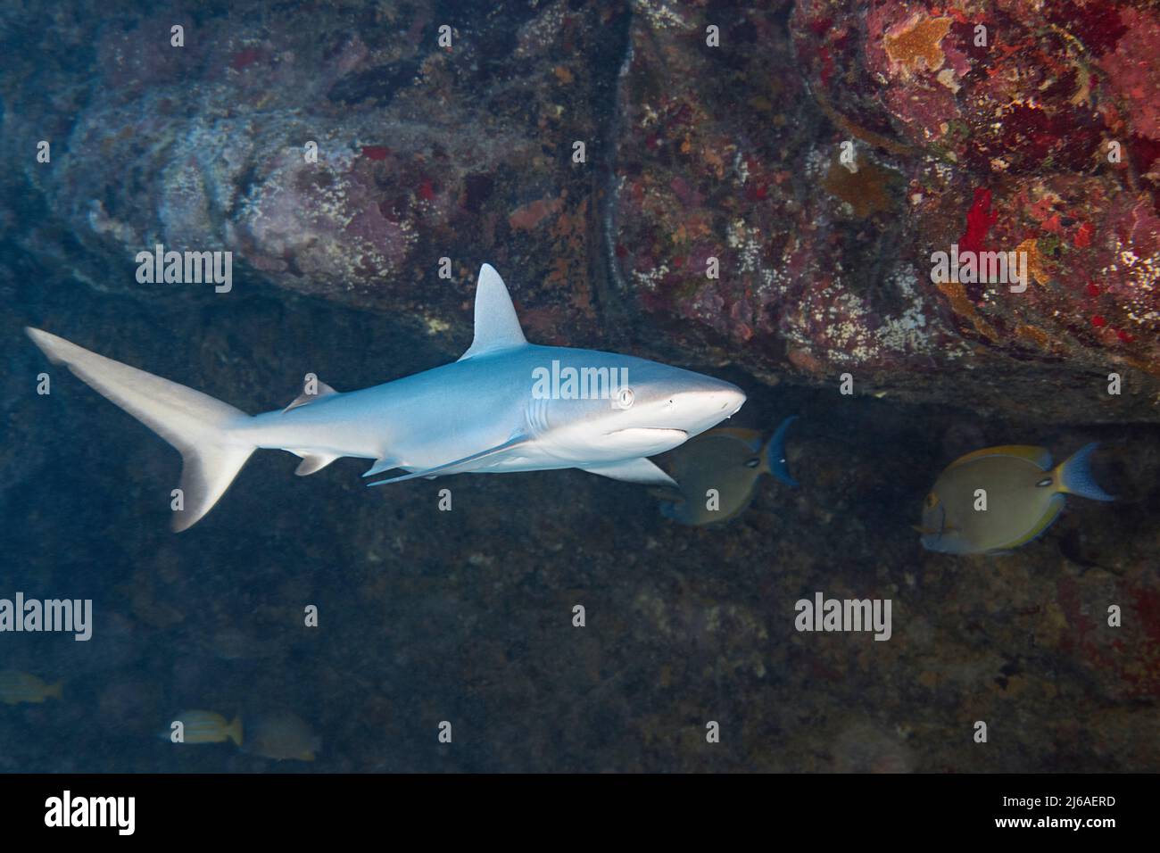 juvenile gray reef shark, Carcharhinus amblyrhynchos, in undersea cavern, Mahaiula, North Kona, Hawaii (the Big Island), USA ( Central Pacific Ocean ) Stock Photo