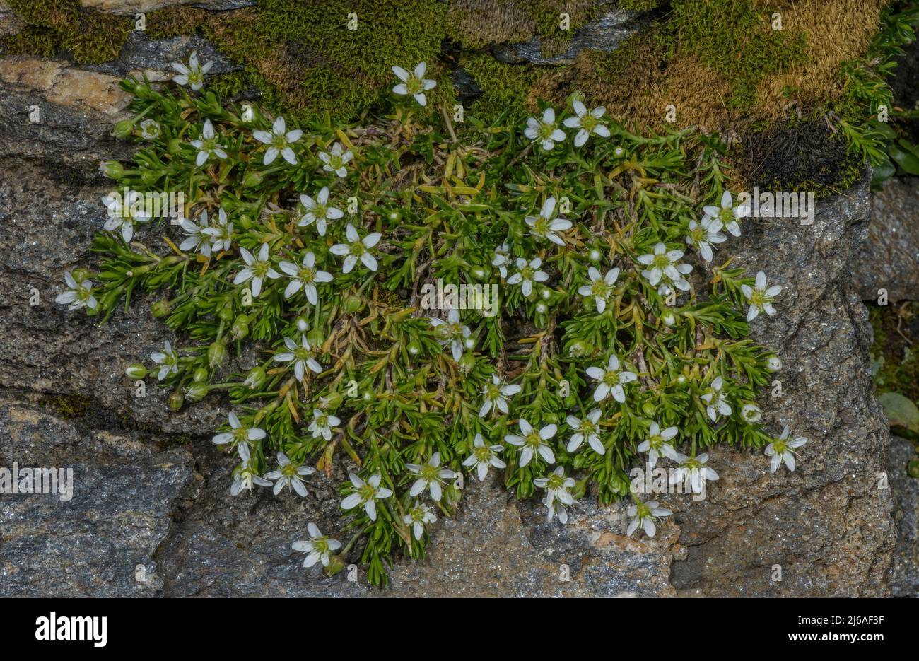 Austrian Sandwort, Minuartia austriaca clump in flower, high in the Austrian Alps. Stock Photo