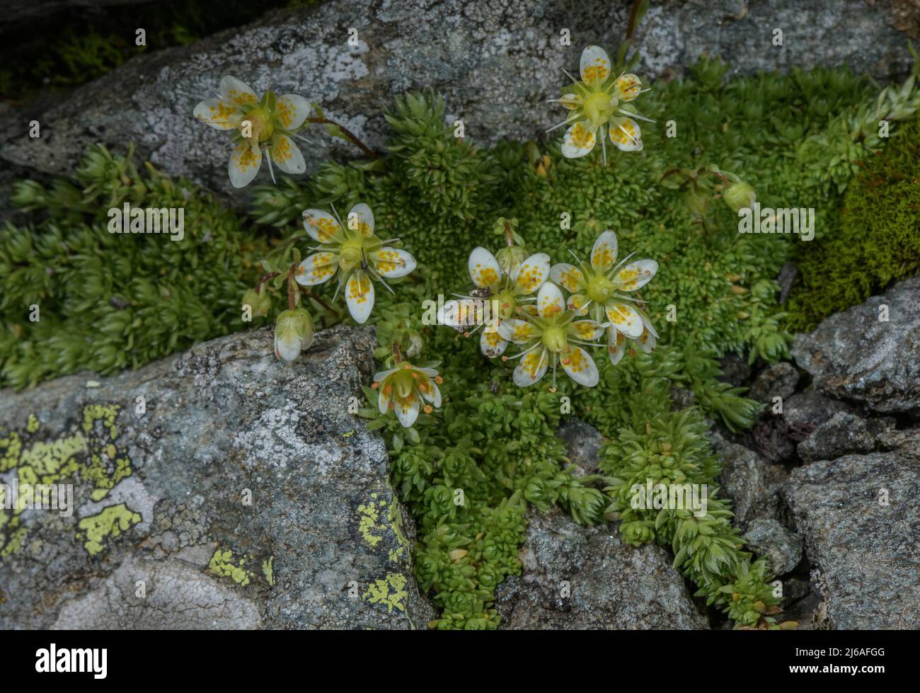 Moss saxifrage, Saxifraga bryoides, in flower on acid rocks, Austrian Alps. Stock Photo