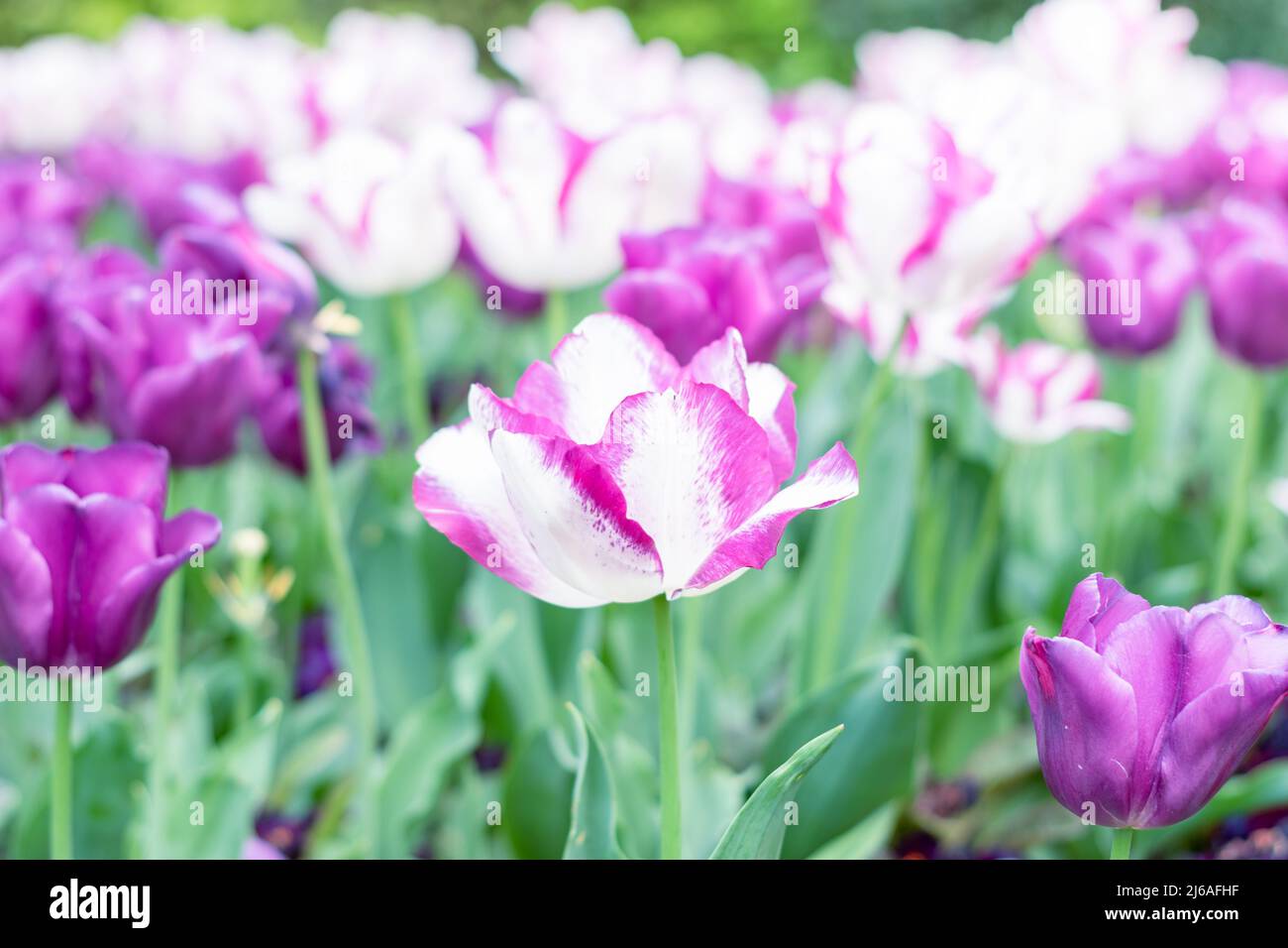 White purple tulip flower background. Blooming tulips field. Tulips flowers against day sun light. Selective focus Stock Photo