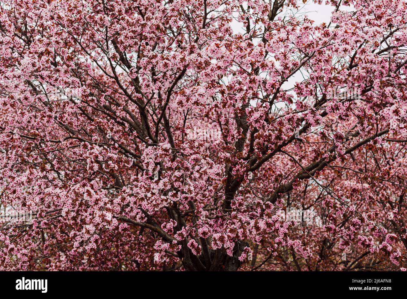 Very large cherry blossom tree with pink inflorescences against the sky