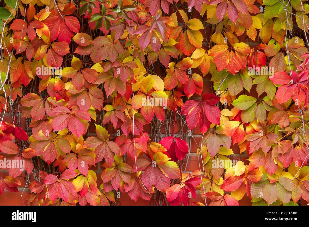 False Virginia creeper Parthenocissus inserta foliage in autumn colors Stock Photo