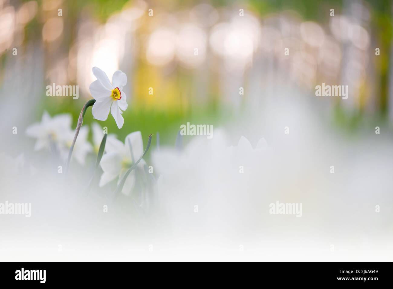 White daffodils in springtime, bokeh background. Selective focus and shallow depth of field. Stock Photo