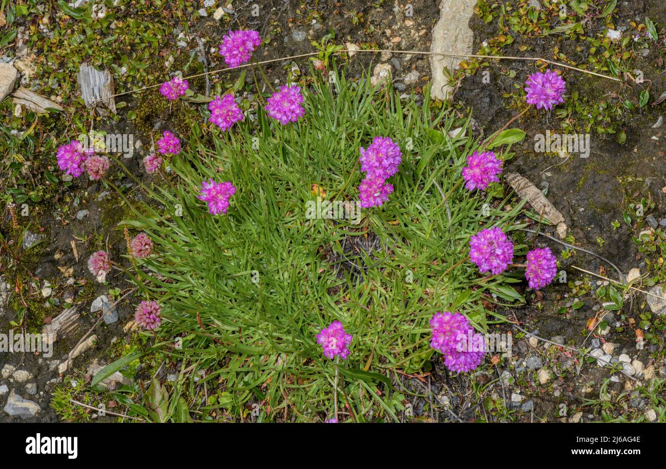 Alpine Thrift, Armeria alpina in flower, Austrian Alps Stock Photo