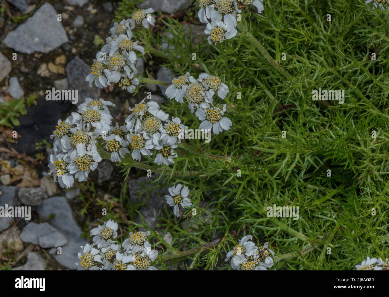 Black yarrow or Dark-stemmed sneezewort, Achillea atrata, in flower at high altitude, Austrian Alps. Stock Photo