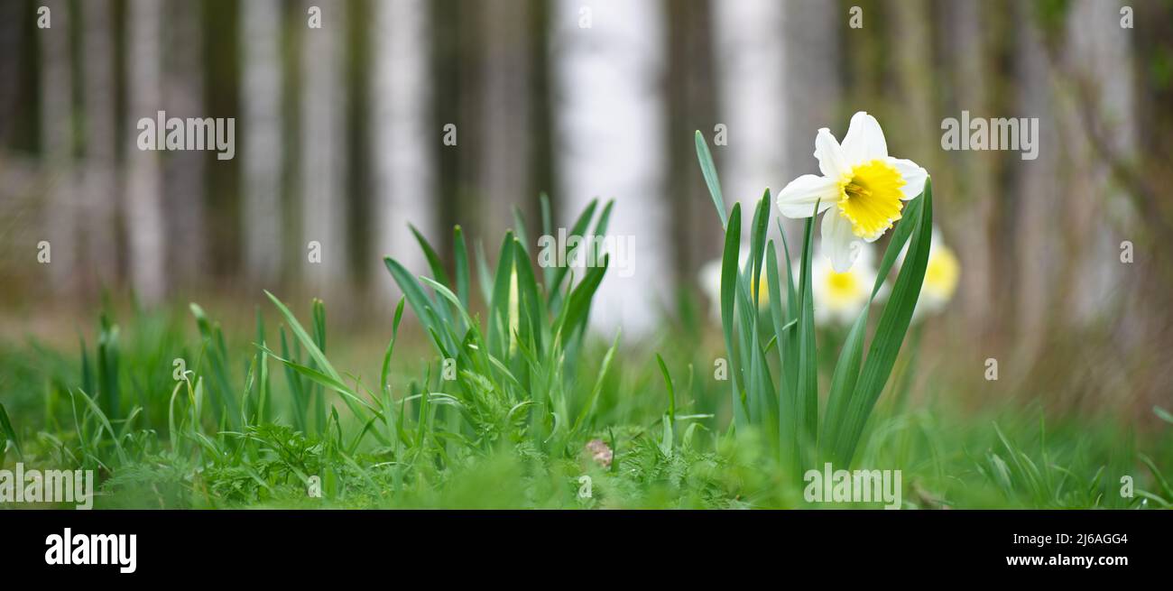 White daffodils in springtime. Selective focus and shallow depth of field. Stock Photo