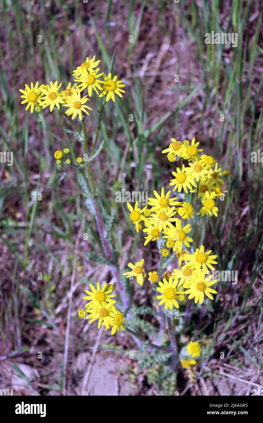 Frühlings-Greiskraut oder Frühlings-Kreuzkraut (Senecio leucanthemifolius subsp. vernalis, Syn.: Senecio vernalis), Niedersachsen, Deutschland, Oetzen Stock Photo