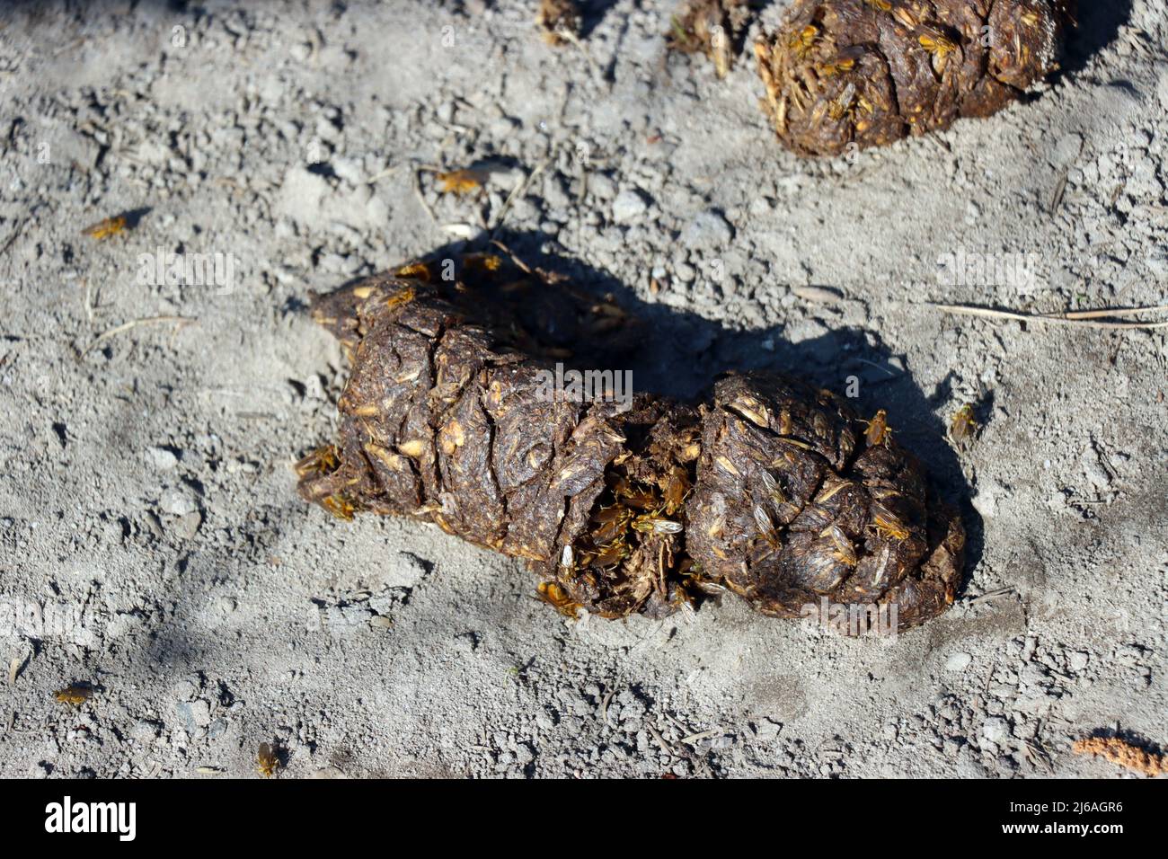 Gelbe Dungfliege oder Gemeine Kotfliege (Scathophaga stercoraria)  auf Wildschweinlosung Stock Photo