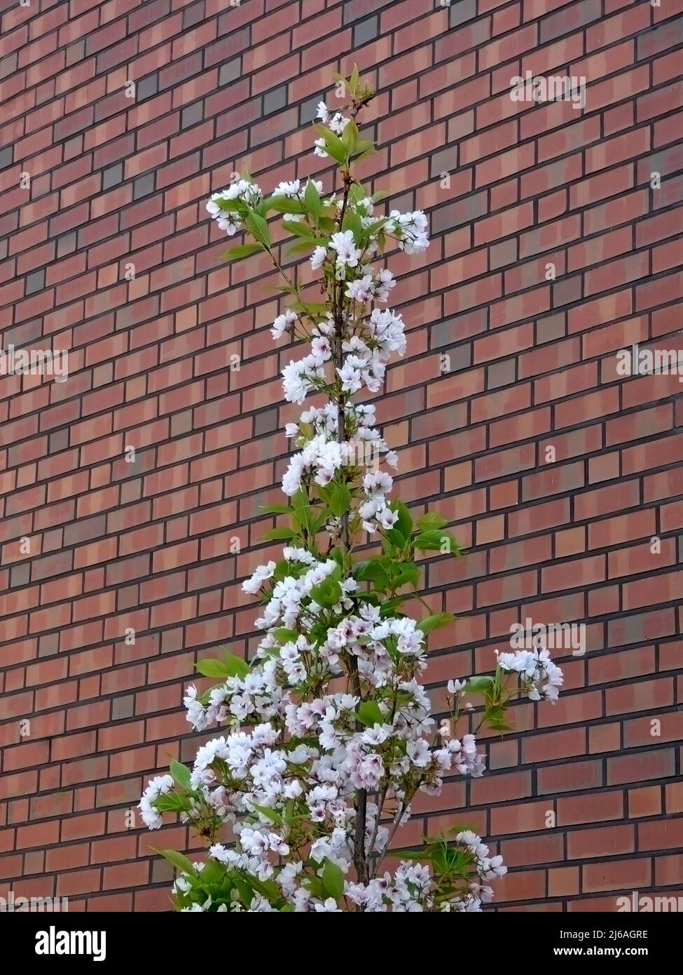 Japanese cherry in front of a brick wall. Stock Photo