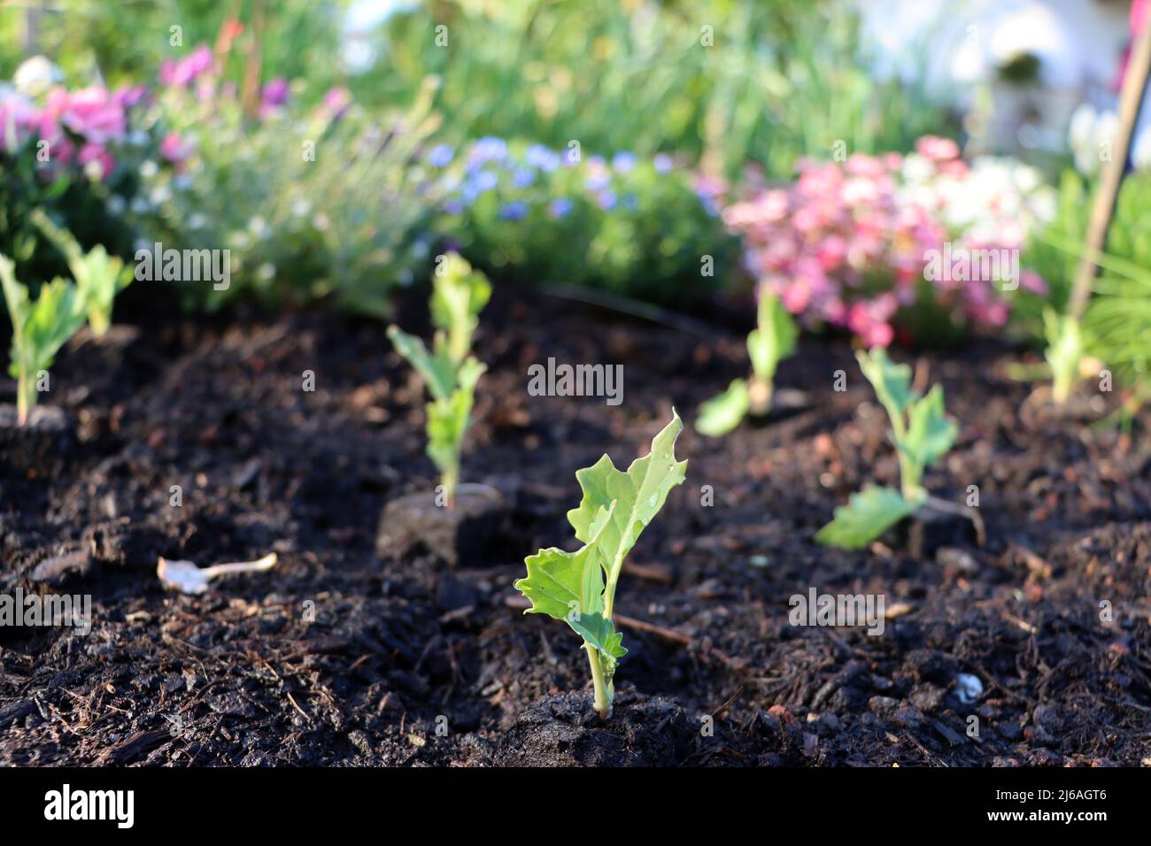 Kohlrabi (Brassica oleracea var. gongylodes) - Setzlinge im Hochbeet, im Hintergrund Gartenblumen, zum einpflanzen zwischengeparkt Stock Photo