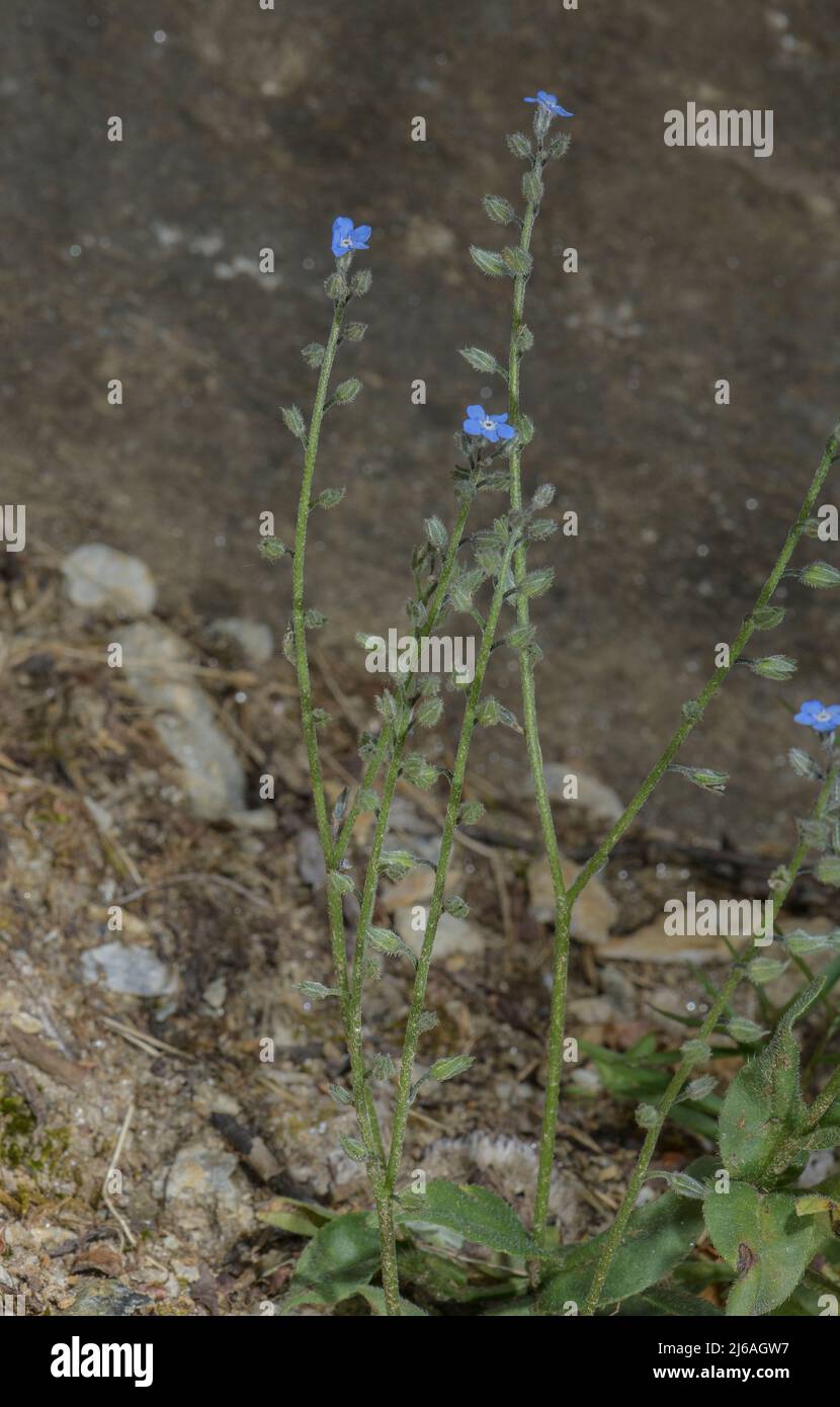 Field forget-me-not, Myosotis arvensis, in flower in dry rocky soil. Stock Photo
