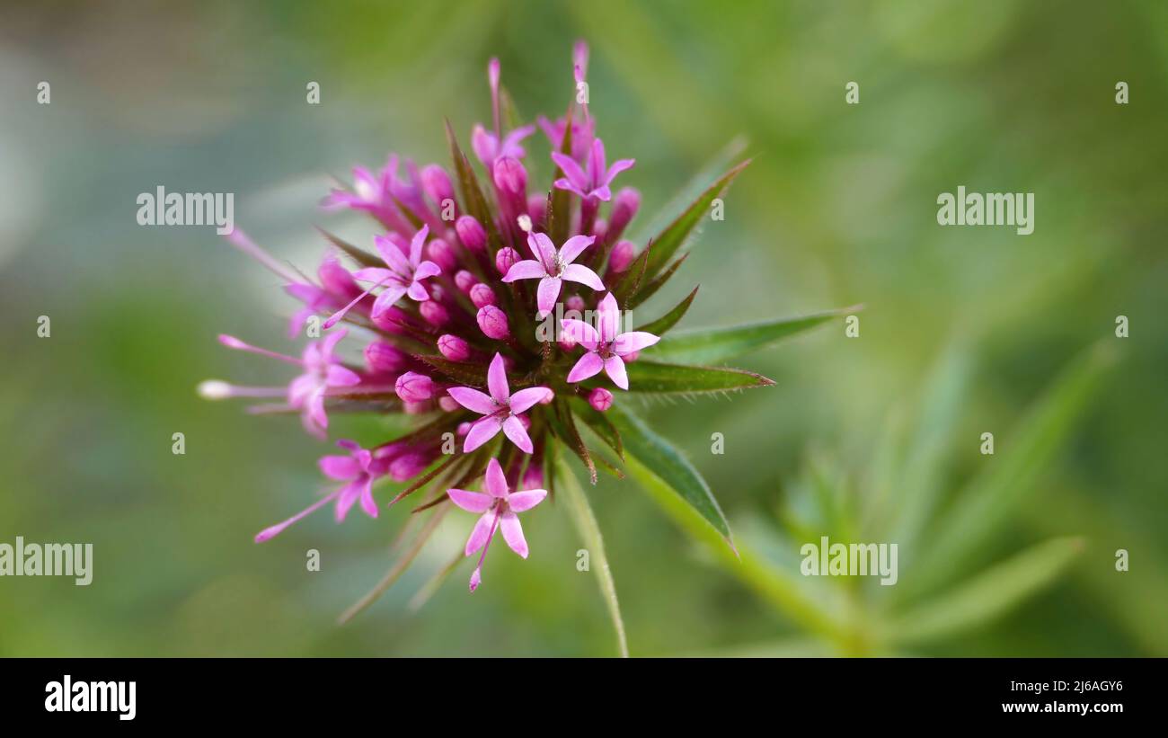 Centranthus ruber - Red spur flower, close up Stock Photo