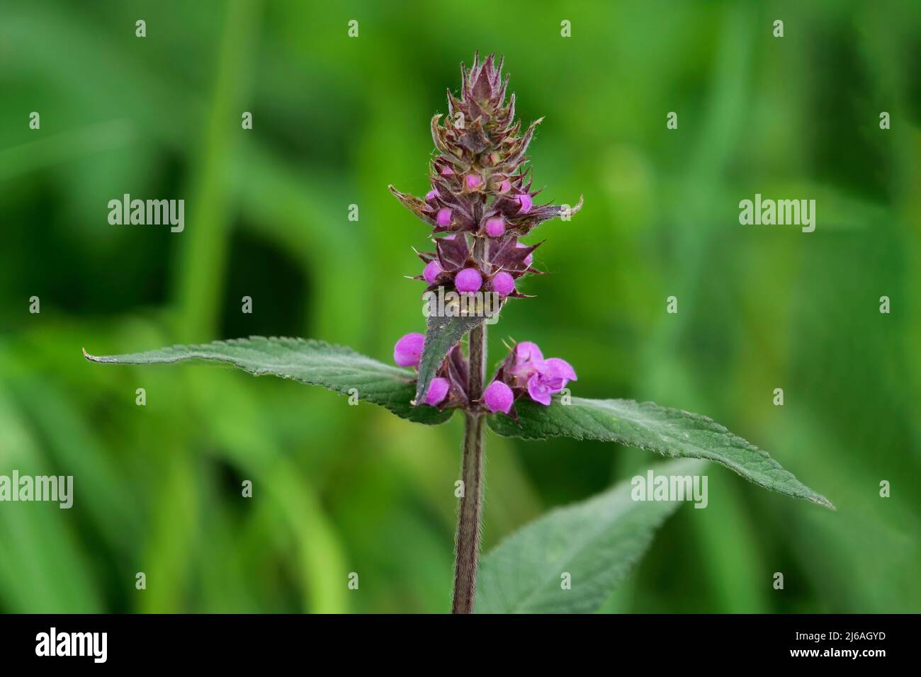Purple betony - Latin name - Stachys officinalis (Betonica officinalis). Stock Photo